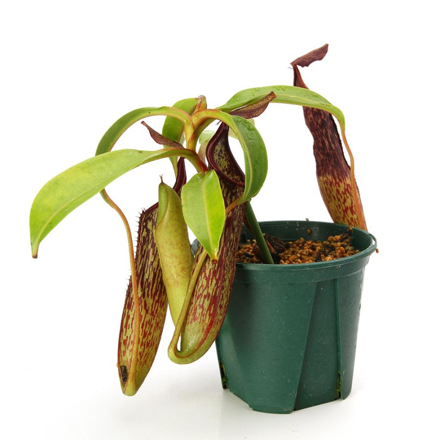 食虫植物）一点物 ウツボカズラ ネペンテス コペランディ 4号（1鉢