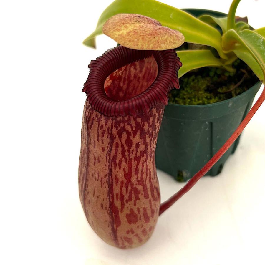食虫植物）ウツボカズラ ネペンテス（ベントリコーサ×シブヤエンシス