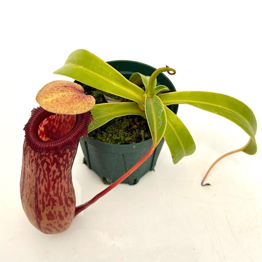 食虫植物）ウツボカズラ ネペンテス（ベントリコーサ×シブヤエンシス