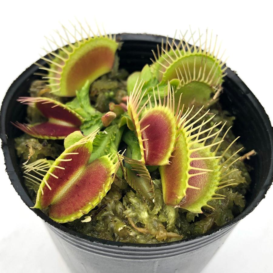食虫植物）ハエトリソウ トライクターファーレ 2号（1ポット