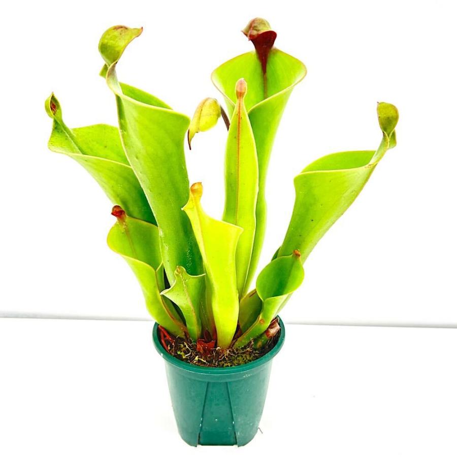 食虫植物）一点物 サラセニア ヘリアンフォラ ウンシナータ × パルヴァ
