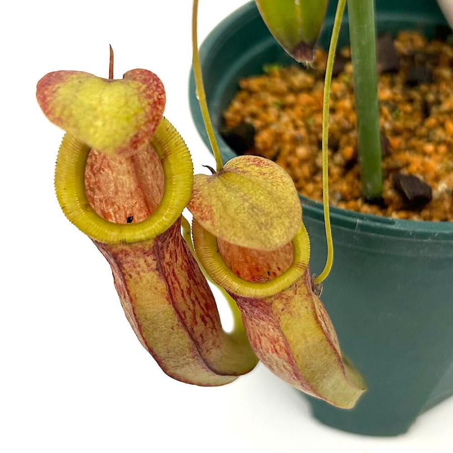 ウツボカズラ　ネペンテス　N.テヌイス　食虫植物 食虫植物）ウツボカズラ ネペンテス スパスラタ×テヌイス 3．5号（1