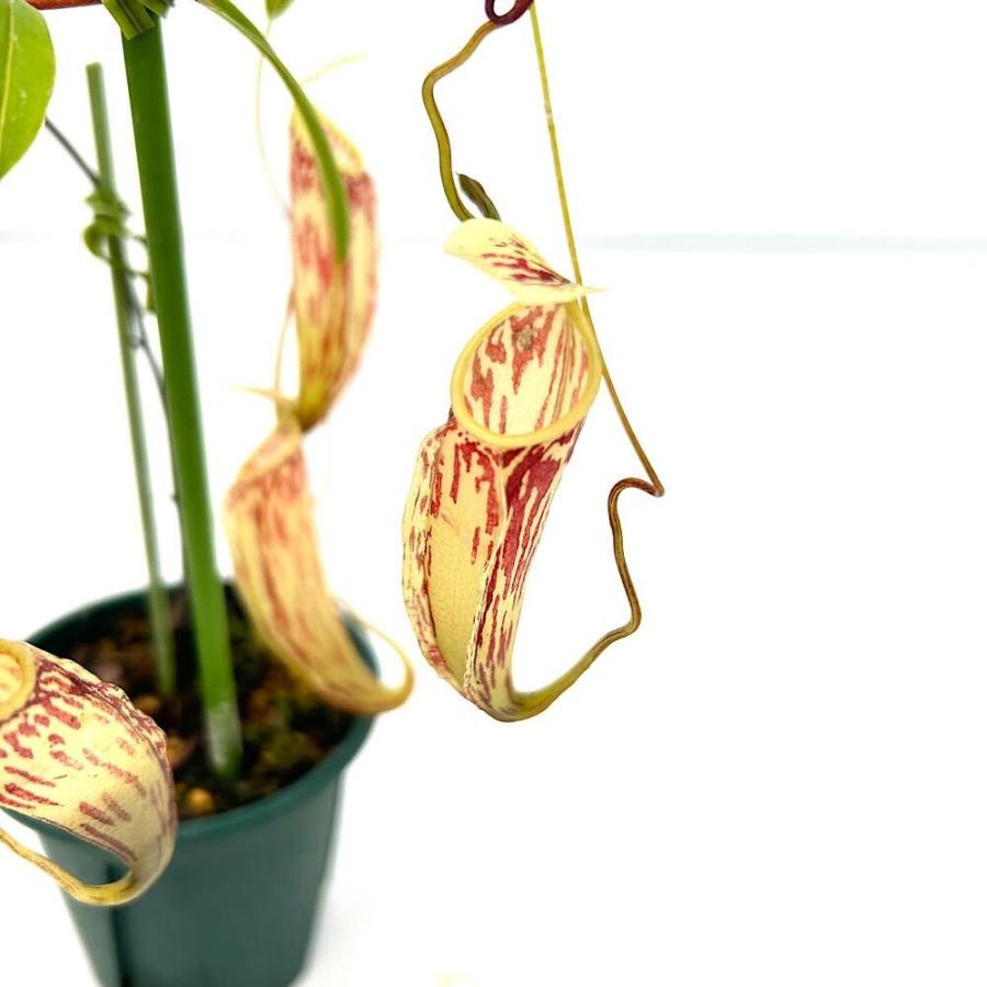 食虫植物）一点物 ウツボカズラ ネペンテス グラブラータ 2．5号（1