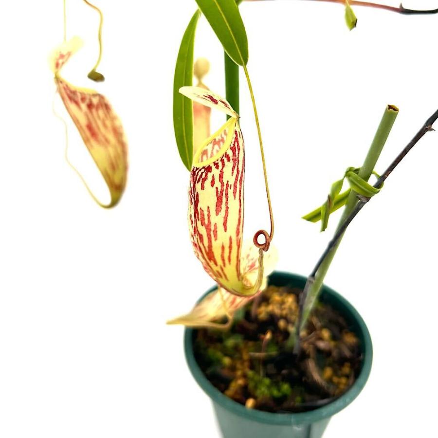 食虫植物）一点物 ウツボカズラ ネペンテス グラブラータ 2．5号（1