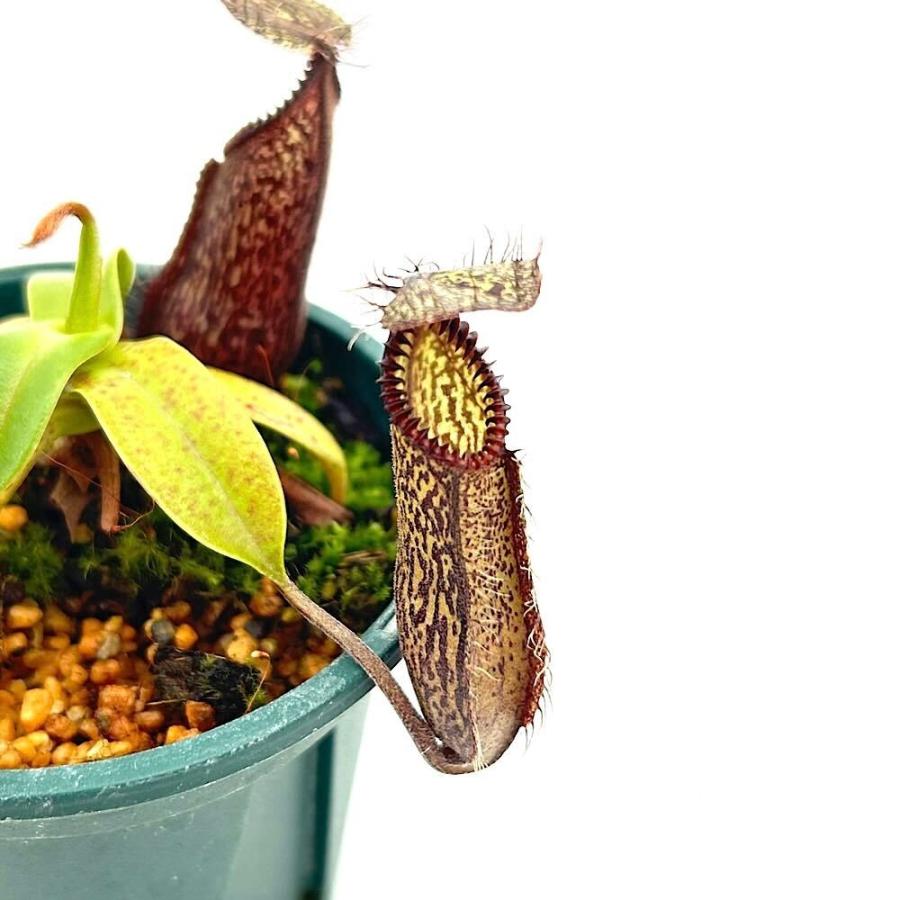 食虫植物）一点物 ウツボカズラ ネペンテス ハマタ 2．5号（1鉢