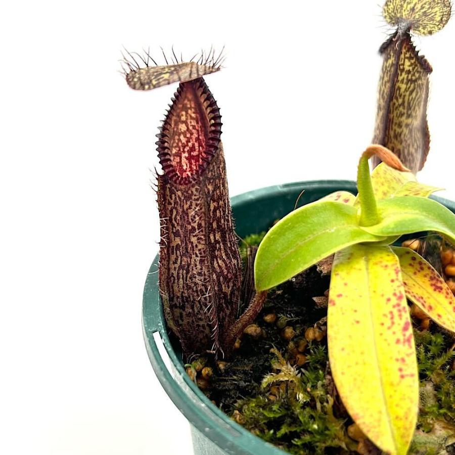 ウツボカズラ　N.ハマタ　食虫植物 食虫植物）一点物 ウツボカズラ ネペンテス ハマタ 2．5号（1鉢