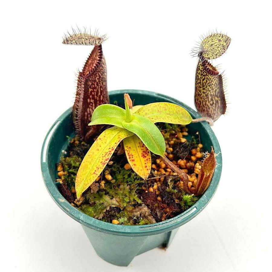 食虫植物）一点物 ウツボカズラ ネペンテス ハマタ 2．5号（1鉢