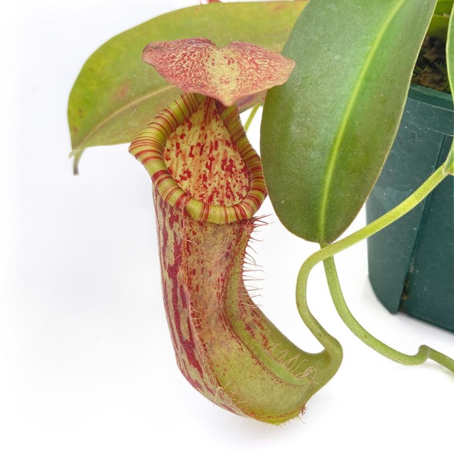 食虫植物）一点物 ウツボカズラ ネペンテス マコト 4号（1鉢