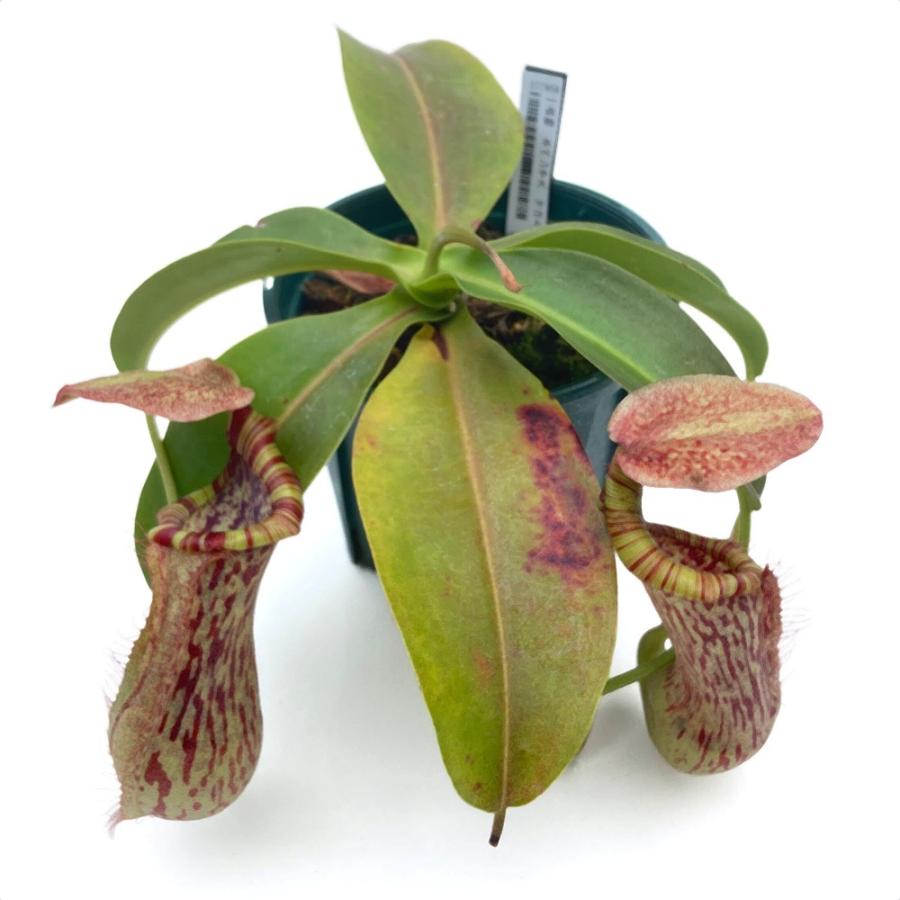 食虫植物）一点物 ウツボカズラ ネペンテス マコト 4号（1鉢