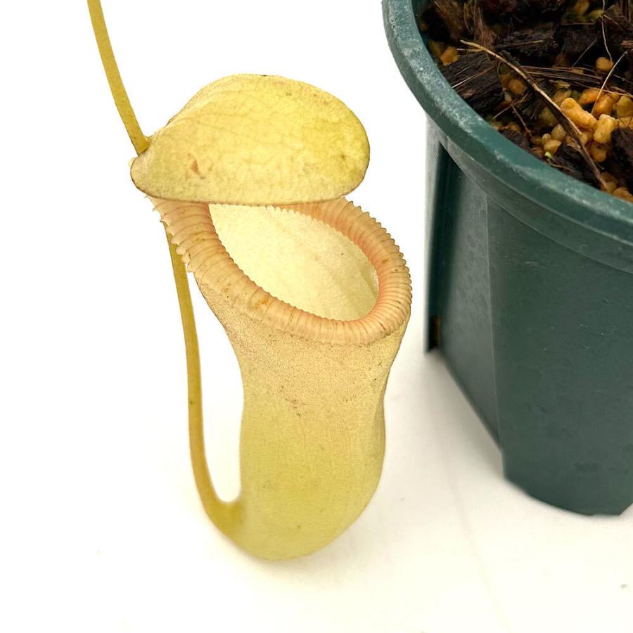 食虫植物）ウツボカズラ ネペンテス（ベントリコーサ×シブヤンエンシス