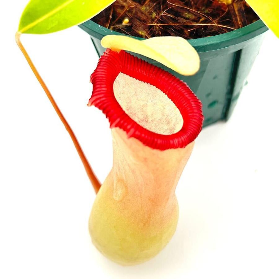 食虫植物）一点物 ウツボカズラ ネペンテス ベントリコーサ 在来系 3
