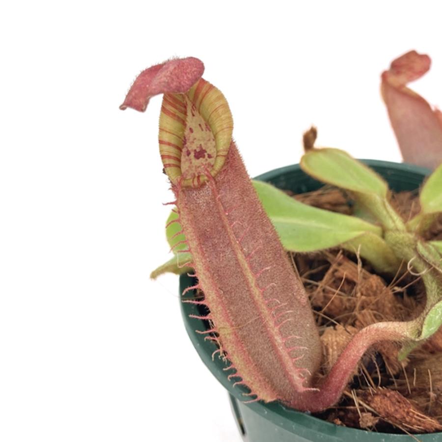 2*5様 ウツボカズラ　ネペンテス　N.ビーチバリオ　食虫植物 食虫植物）一点物 ウツボカズラ ネペンテス ビーチ・バレオ×ビーチ