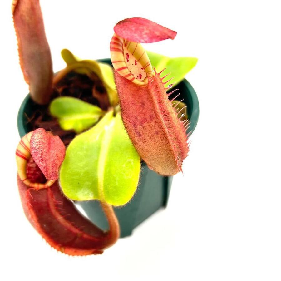 2*5様 ウツボカズラ　ネペンテス　N.ビーチバリオ　食虫植物 食虫植物）一点物 ウツボカズラ ネペンテス ビーチ・バレオ×ビーチ