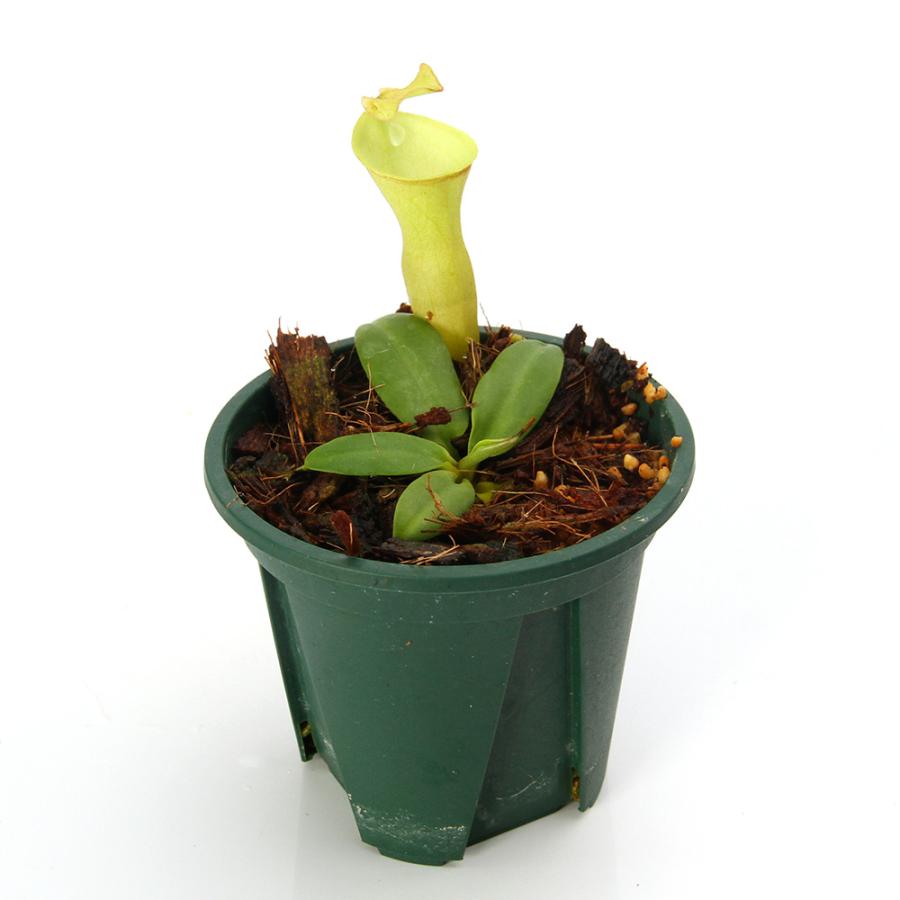 さ*す様 ウツボカズラ　ネペンテス　N.カンパニュラータ　２鉢セット　食虫植物 食虫植物）一点物 ウツボカズラ ネペンテス カンパニュラータ 2．5号