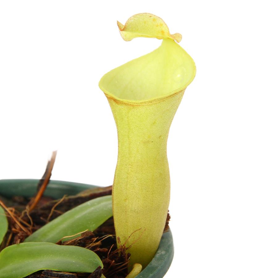 食虫植物）一点物 ウツボカズラ ネペンテス カンパニュラータ 2．5号