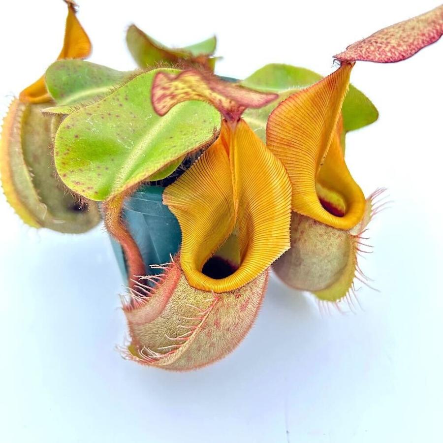 さ*す様 ウツボカズラ　ネペンテス　N.カンパニュラータ　２鉢セット　食虫植物 食虫植物）一点物 ウツボカズラ ネペンテス ビーチ・バリオ H／L