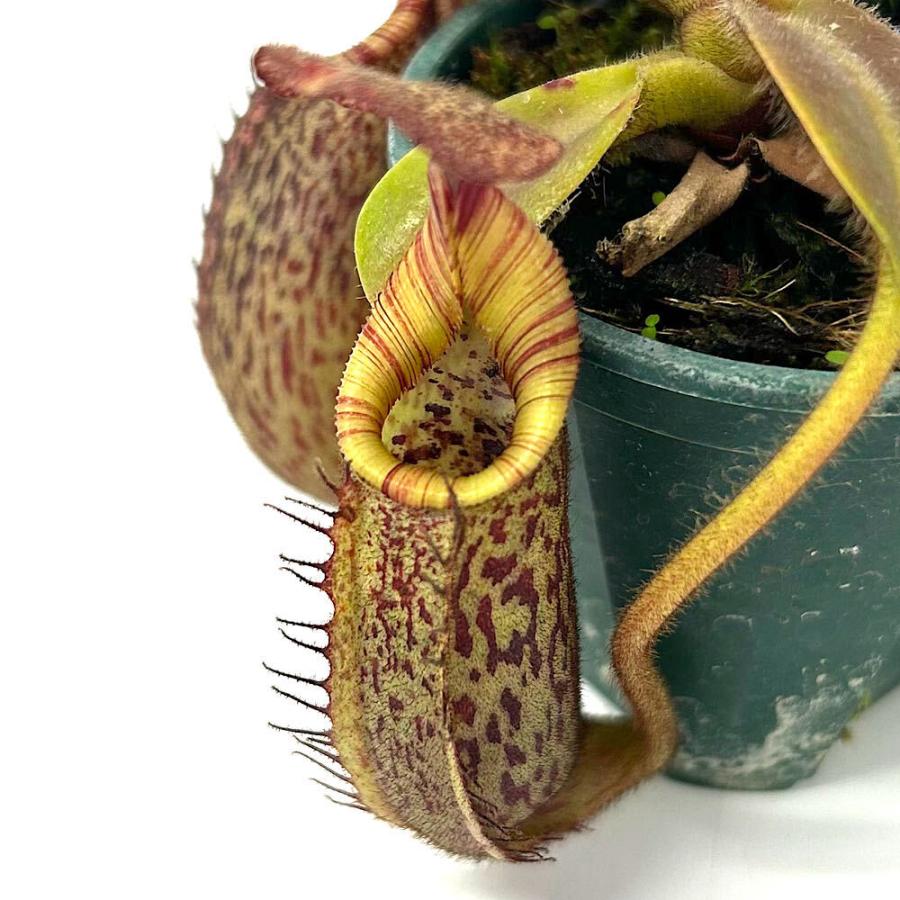 2*5様 ウツボカズラ ネペンテス N.ビーチバリオ 食虫植物 食虫植物