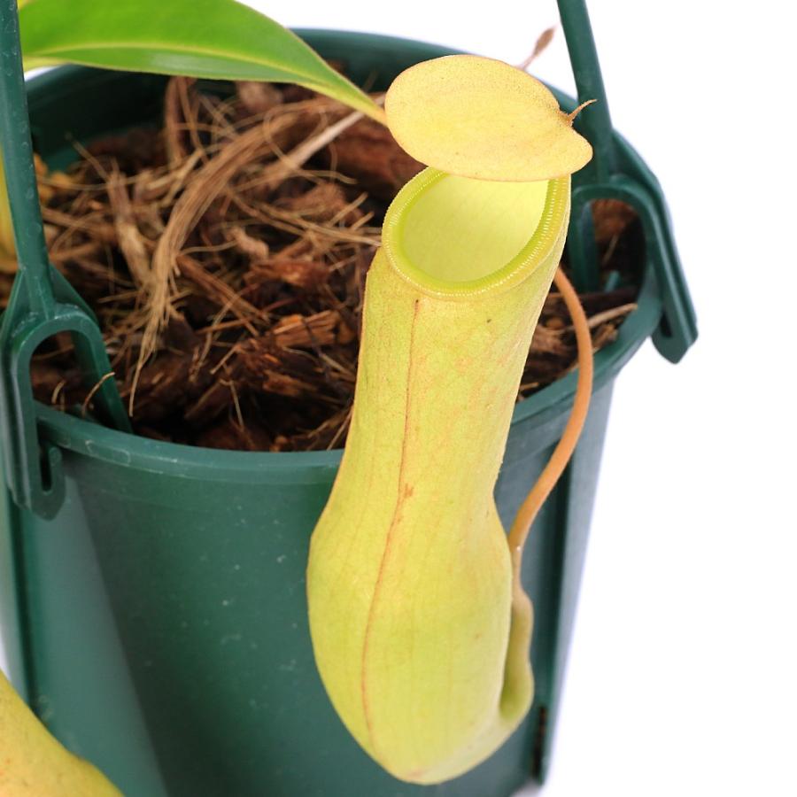 食虫植物）ウツボカズラ ネペンテス ナカッチョ 4号（1鉢）吊り下げ