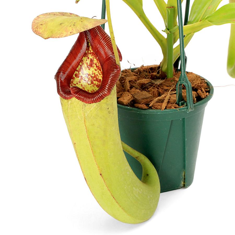 み*う様 ウツボカズラ　N.トラスマディエンシス　食虫植物 食虫植物）ウツボカズラ ネペンテス （シブヤエンシス×マキシマ