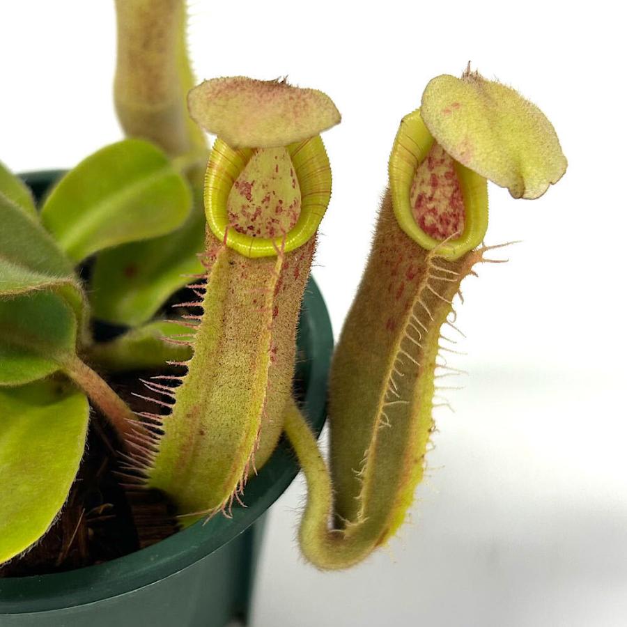 2*5様 ウツボカズラ ネペンテス N.ビーチバリオ 食虫植物 食虫植物