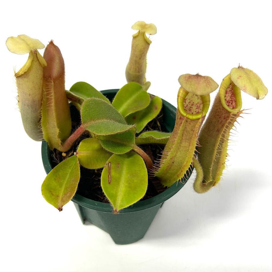 食虫植物）ネペンテス｛［（ローウィ×ビーチー）×ボッシアナ