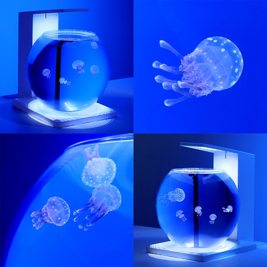 海水魚）デカペルコ＆タコクラゲ 飼育スタートセット 本州四国限定