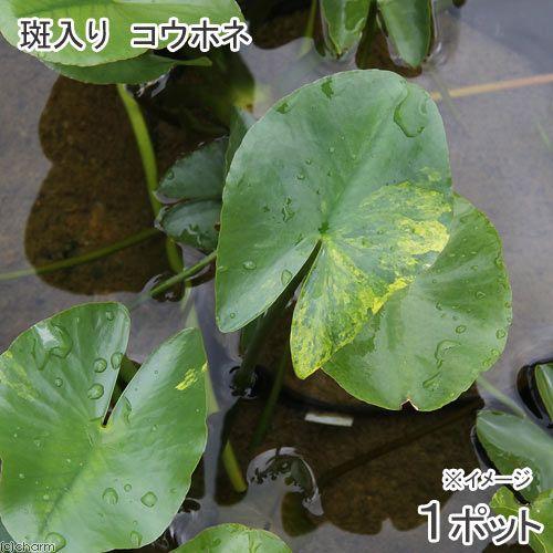 （ビオトープ）水生植物　河骨　斑入りコウホネ（１ポット）　浮葉植物（Yahoo!・チャーム charm ヤフー店）