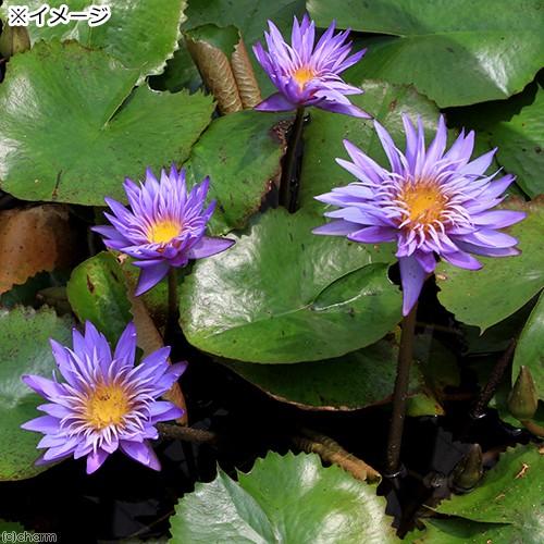 宝石の睡蓮 319)《宝石の睡蓮/Jeweled Lotus》[CMR] 茶R | 日本最大級 MTG通販