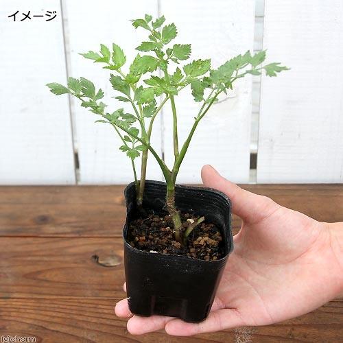 チャタロウチ　値下げしました野菜天然育ちセリ苗 チャーム（charm） （ビオトープ）水生植物 セリ 芹（無農薬）（1