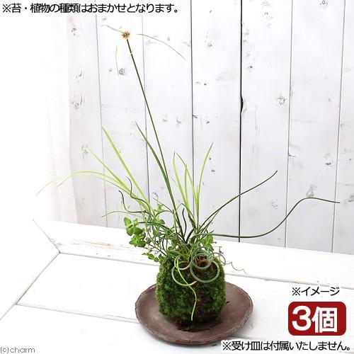 盆栽 苔玉 水辺植物３種寄せ植え 品種おまかせ ３個 観葉植物 コケ玉 休眠株