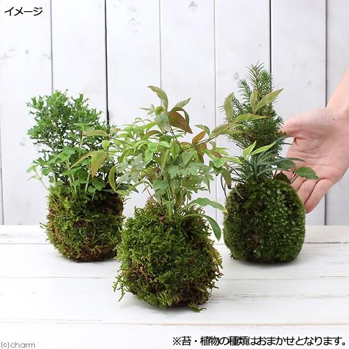 チャーム（charm） （盆栽）苔玉 山野草3種寄せ植え（品種おまかせ