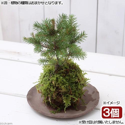 73 以上節約 盆栽 苔玉 ｖｅｒ ミニ樹木 品種おまかせ ３個 観葉植物 コケ玉 Rmladv Com Br