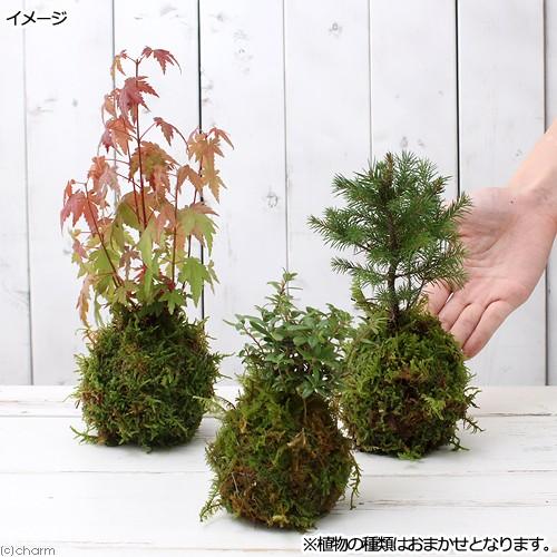 （盆栽）苔玉　ミニ樹木　品種おまかせ（３個）　観葉植物　コケ玉｜chanet｜03