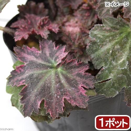 (山野草)斑入りムラサキジンジソウ(斑入紫人字草)3号(1ポット)960円