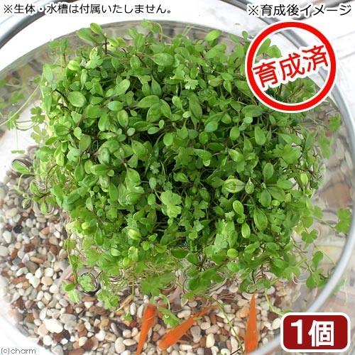 メダカ、たまやメダカ商品、水草などの植物