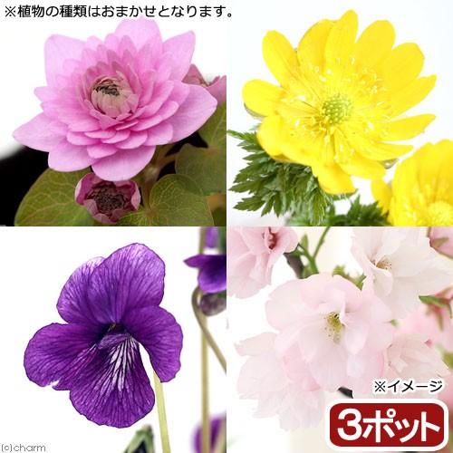 21最新作 山野草 春の植物 品種おまかせ ３ポット 1 330円