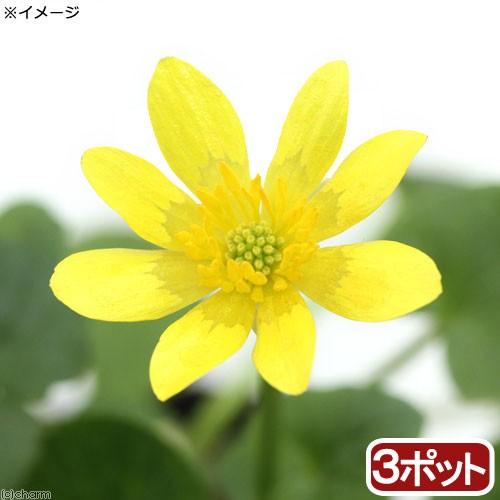 山野草 姫リュウキンカ 姫立金花 黄系 ３号 ３ポットセット 休眠株 話題の人気