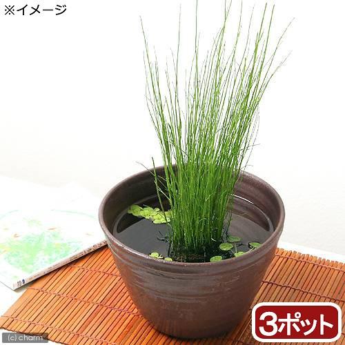 （ビオトープ）水生植物　ミズトクサ（３ポット）　抽水植物（Yahoo!・チャーム charm ヤフー店）
