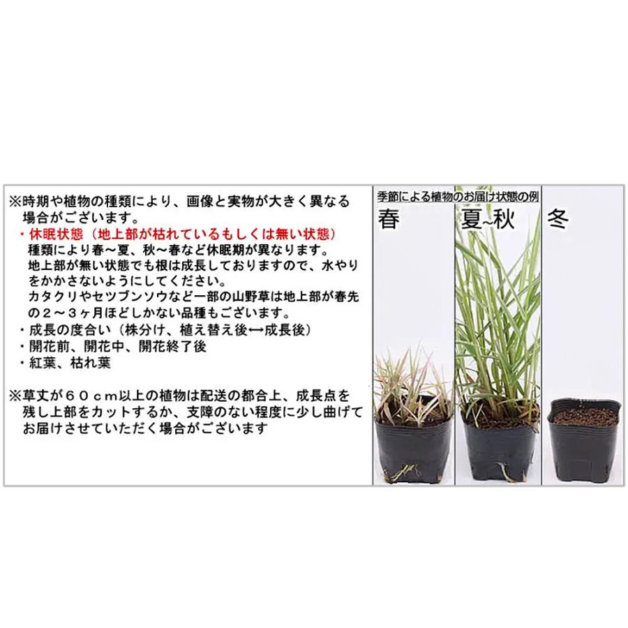 （山野草）苔盆栽　サクラ（桜）富士桜　穴有益子焼植木鉢（炭化）（１鉢）｜chanet｜04