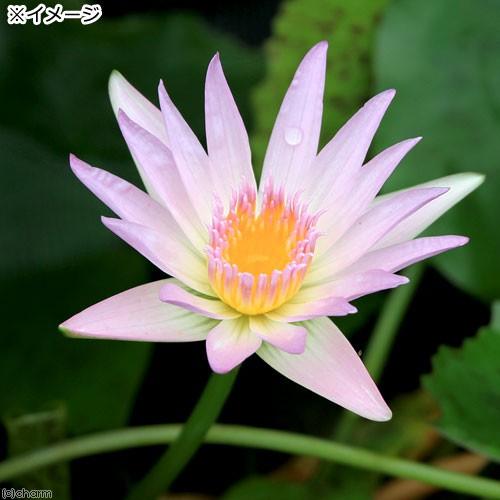 大特価 ビオトープ 睡蓮 熱帯性睡蓮 スイレン 桃 ピンクルビー １ポット 4 030円 Aynaelda Com