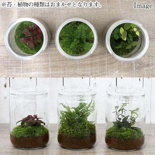 チャーム（charm） （観葉植物）苔Terrarium おまかせ