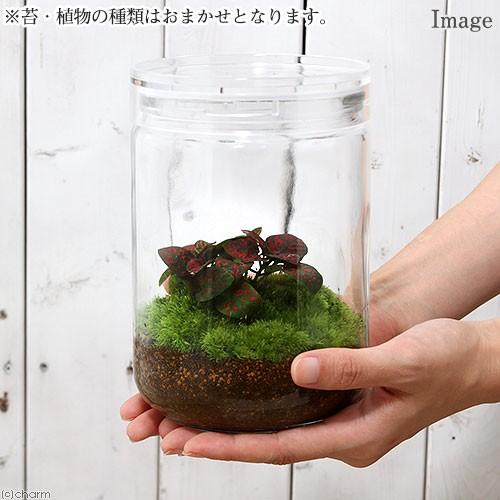 （観葉植物）苔Ｔｅｒｒａｒｉｕｍ　おまかせオアシス苗　ガラスボトルＬ　説明書付　コケテラリウム　苔テラ　コケテラ　苔　インテリア