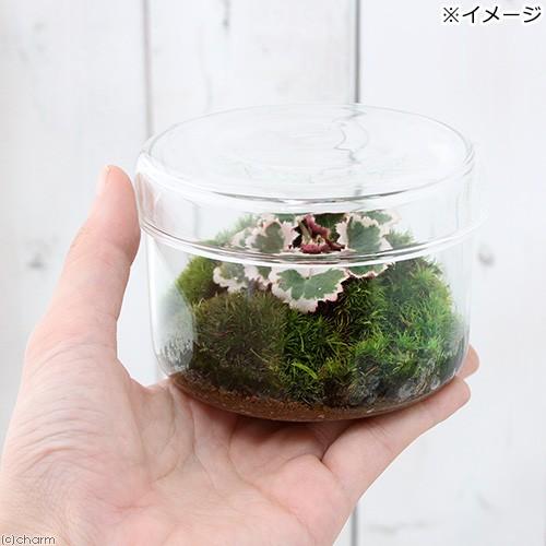 チャーム（charm） （観葉植物）苔テラリウム 斑入りユキノシタ