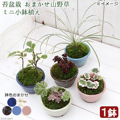 チャーム(ペット) (山野草)苔盆栽 おまかせ山野草 ミニ小 チャーム(ペット) (山野草)苔盆栽 おまかせ山野草 ミニ小