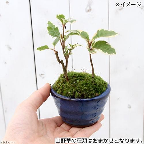 チャーム(ペット) (山野草)苔盆栽 おまかせ山野草 ミニ小 チャーム(ペット) (山野草)苔盆栽 おまかせ山野草 ミニ小
