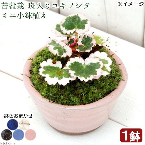 チャーム（charm） （山野草）苔盆栽 斑入りユキノシタ ミニ小鉢植え