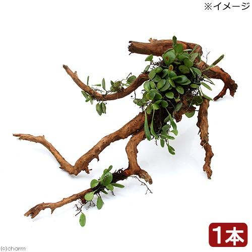 結婚祝い 最新 観葉植物 苔 テラ向け ２０〜２５ｃｍ前後 マメヅタ付き枝状流木 １本