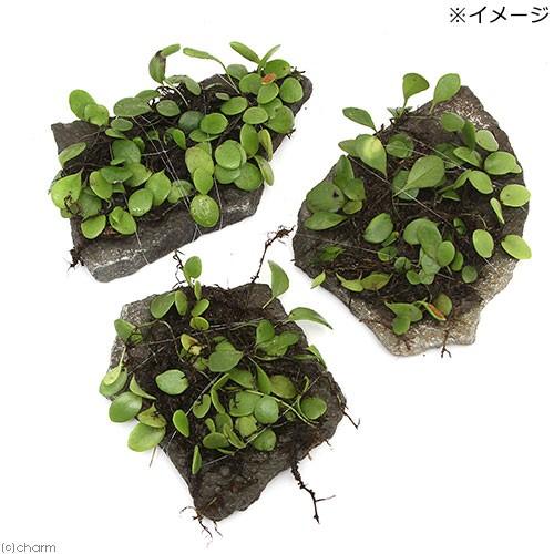 観葉植物 苔 テラ向け マメヅタ付き輝板石 １０ｃｍ前後 １個 チャーム Charm Paypayモール店 通販 Paypayモール