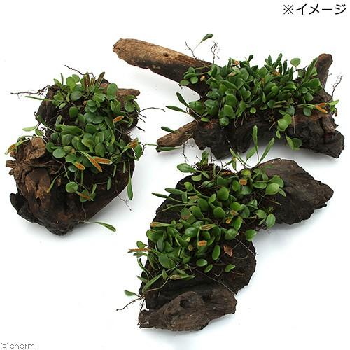 観葉植物 苔 テラ向け マメヅタ付き流木 ｌサイズ ２５ｃｍ前後 ３本 チャーム Charm ヤフー店 通販 Yahoo ショッピング