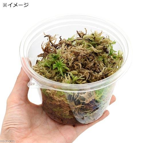 観葉植物 苔 カップ売り 国産 生ミズゴケ 生水苔 ２カップ チャーム Charm ヤフー店 通販 Yahoo ショッピング